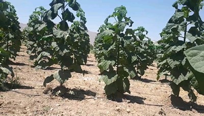 خواص و آنالیز برگ نهال پالونیا و درخت پائولونیا هیبرید طب جو کاربرد برگ پالونیا  